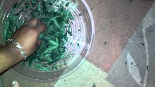 The Grow 420 Diaries - Harvest Day Part 2 CFL GROW (Jillybean x Unknown Strain)