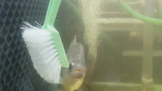 Last Dutch Footage On Rocky Rhombeus 9 Year Old German Legend