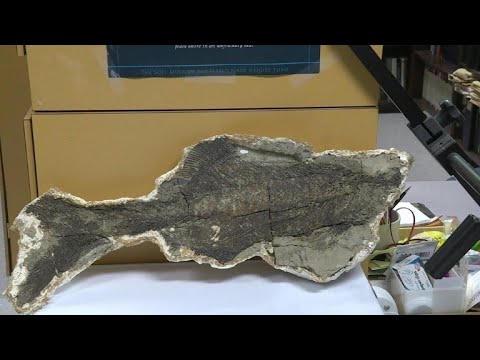 Fósiles narran el momento en que un asteroide cambió la Tierra mundo build