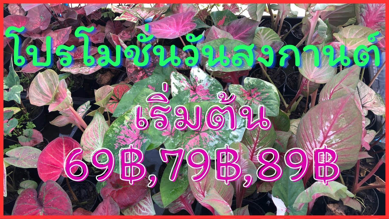 89 69 79 89 69 79