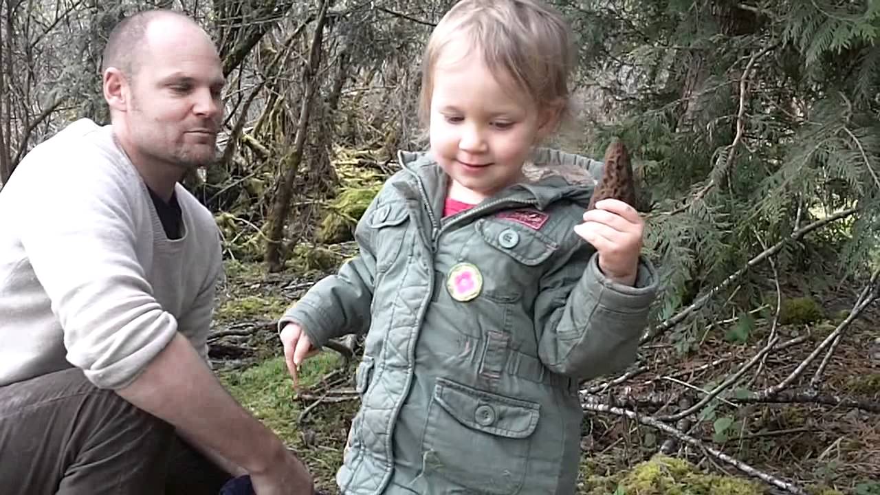 Cowichan morel harvest 2012
