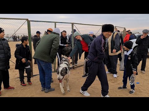 They Break The Wolf S Spine The Real LGD