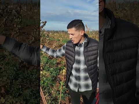 شاهد التقليم التكويني اشجار المشمش اهم معامالات فترة الشتوية في ولاية البليدة