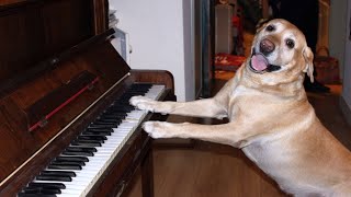 Dog Playing Piano and Singing Videos - Singing Dog Plays Piano - Why Do Dogs Sing and Howl to Music?