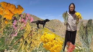  Harvesting Rare Medicinal Plants That Grow Only At Dangerous Altitudes  Nomadic Life