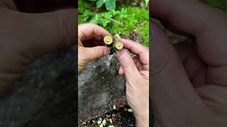 Easy DIY bamboo tool for hiding sound and asking for help in wild. #outdoorskills #wilderness