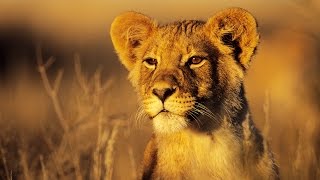 African Lions On Verge Of Extinction