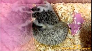 Hedgehog고슴도치 교배 5부  교배영상