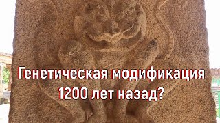 Генетическая модификация 1200 лет назад? [№ B-089.22.07.2022.]