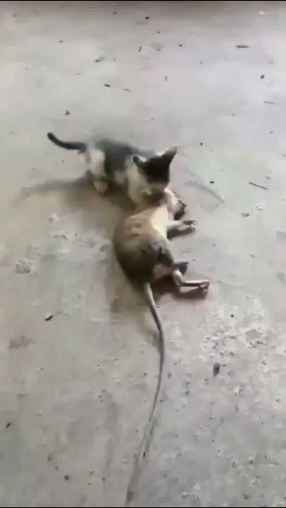#short DUEL MAUT anak kucing vs tikus besar #SHORT