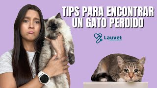 CÓMO ENCONTRAR UN GATO PERDIDO  Lauvet