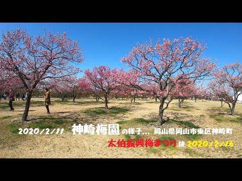 ・2020/2/11『神崎梅園』の様子... / 岡山県岡山市東区神崎町 (太伯振興梅まつり)