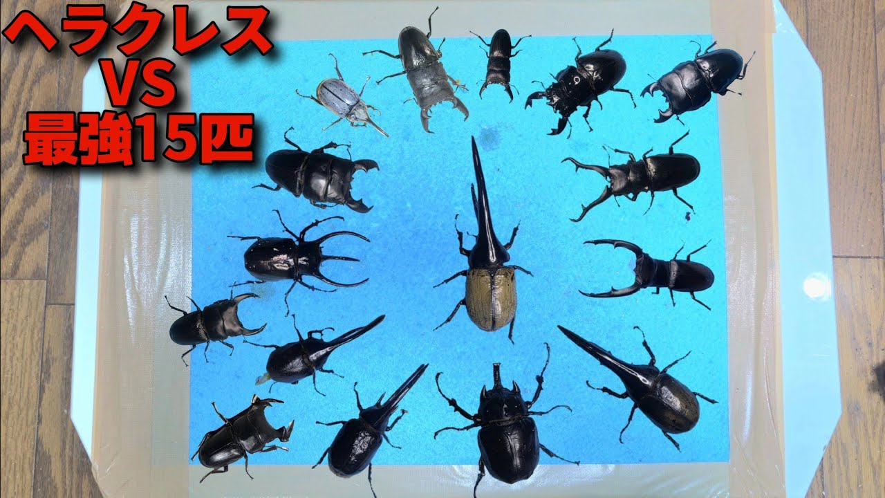 Who is stronger, the strongest Hercules or 15 ferocious cubs