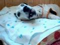 吠える老犬