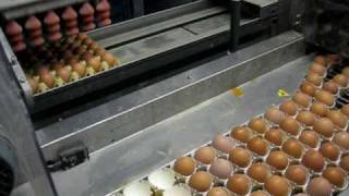 Download Lagu scharrel eieren verzamelen bij een boer MP3 Download Lagu scharrel eieren verzamelen bij een boer MP3
