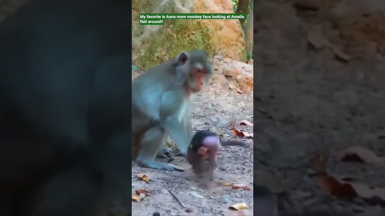 I love this momma monkey facial expressions. she cracks me up. I swear she is grinding at the camera