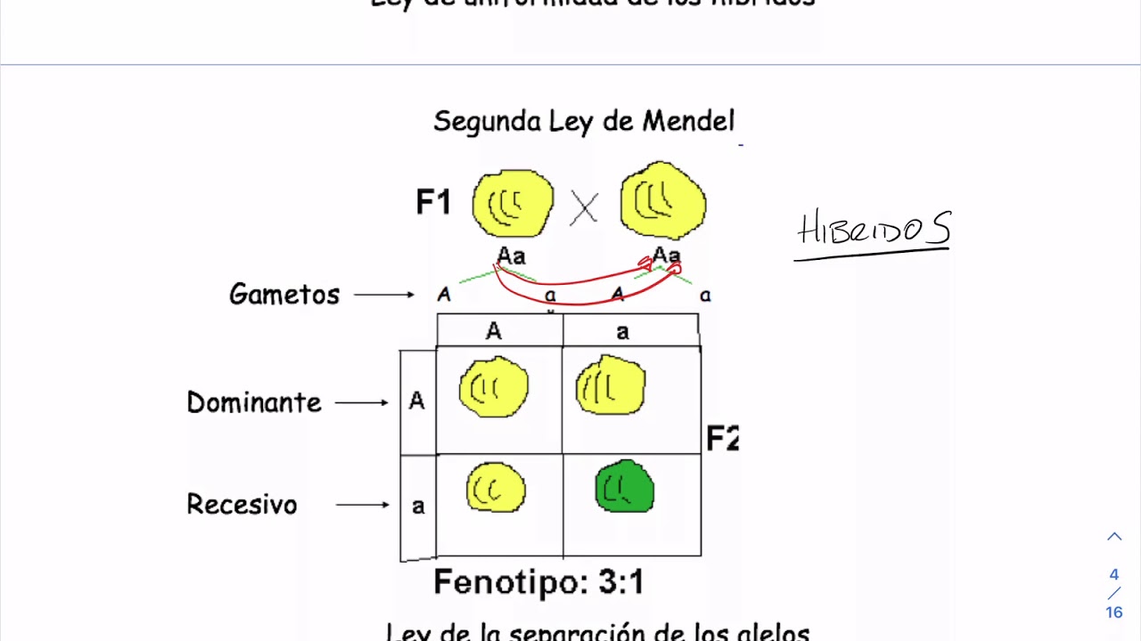 Las Leyes de Mendel YouTube