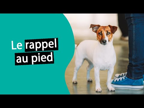 Apprendre le rappel au pied à son chien ? | Dr. COZ