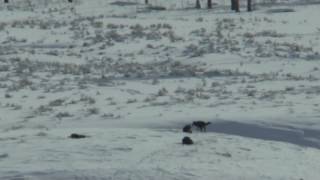 Lamar Valley Wolves, January, 2017