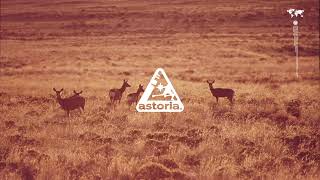 “Gazelle” | Experimental Pop x DnB Type Beat | Prod. AstoriaBLVD