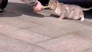 I thought this little stray cat was very vicious at first by Julia Modas 4,398 views 1 month ago 6 minutes, 8 seconds