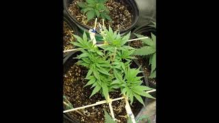 My first Mainlining/Manifolding Training.Tropics of GingaSnapz. Marijuana Training Techniques