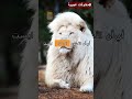 الأسد الأبيض مخلوقات عجيبة 