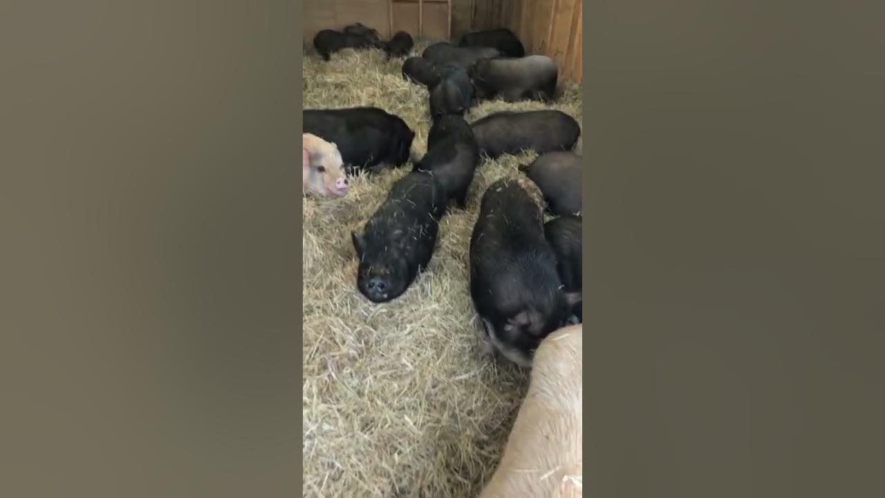 WATCH A Bunch of Pigs Eat Peppermints and Learn About Our Sanctuary