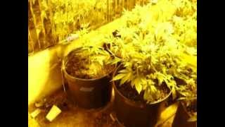 Skunk House Genetics Corleone Kush Pandoras Box  in flowering 6/4/2014