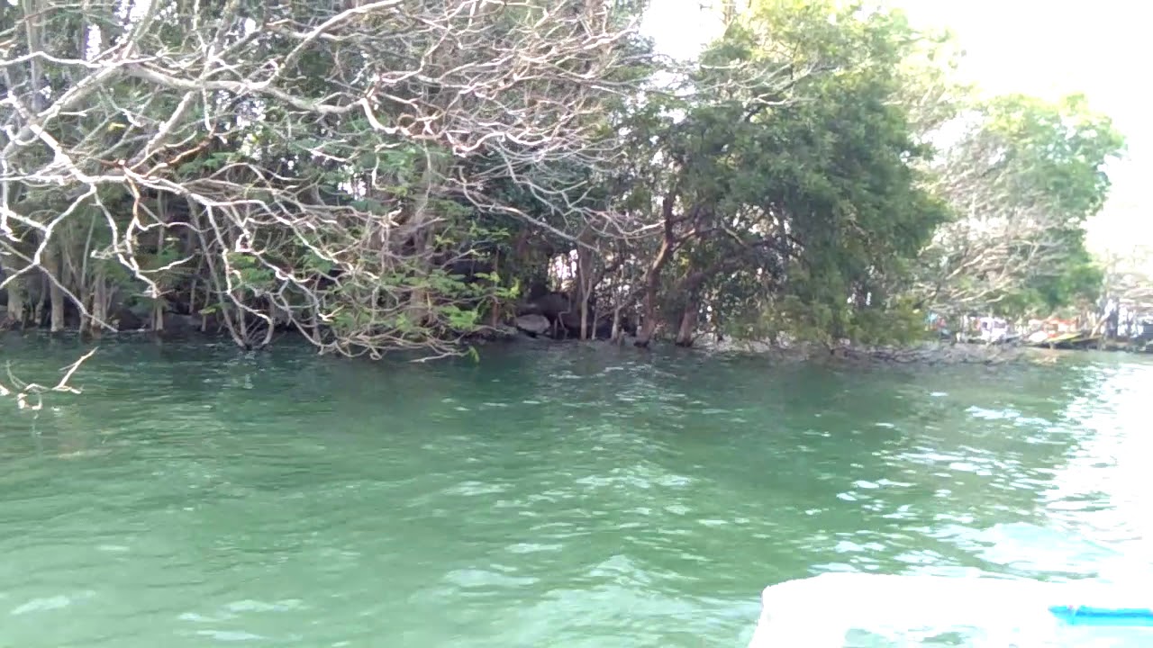 On an island in Maithon Dam