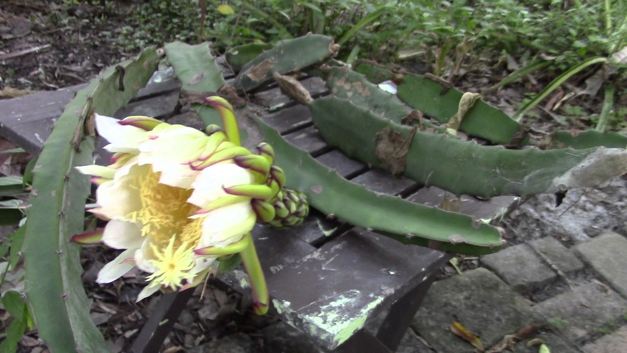 Zamorano Dragon Fruit, Pitaya Flower YouTube
