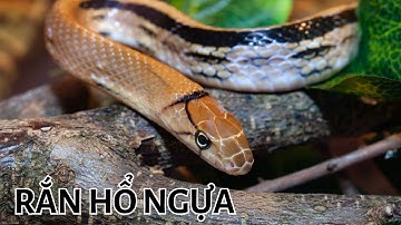 Rắn hổ ngựa, Loài rắn cực kỳ hung dữ, nhưng có ích cho nhà nông