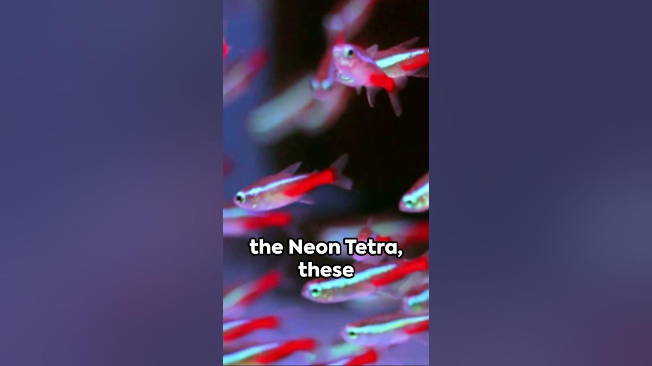 aquatic-companions-top-common-pet-fish-breeds-youtube