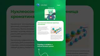 Как клетка умудряется уместить два метра ДНК в микроскопическом ядре?