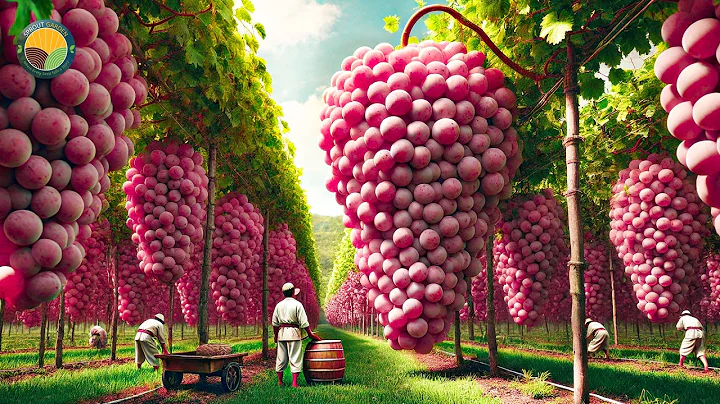 Japanese Farmers Harvest Expensive Grapes This Way - Japanese Grape Farm | Farming Documentary