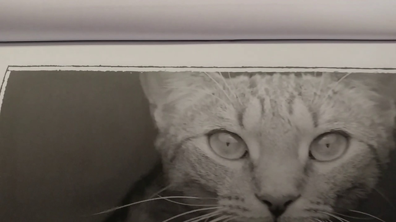 Kaptivating Kitty Kats grayscale