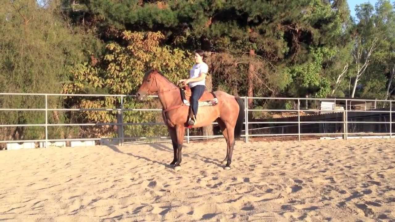 Ventura County horse for sale- Roxie - YouTube