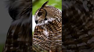 Beginilah Suara Burung Hantu birds burunghantu