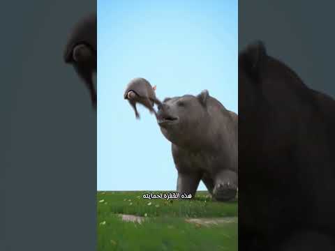 لماذا يقفز الأرماديلو في وجه السيارات