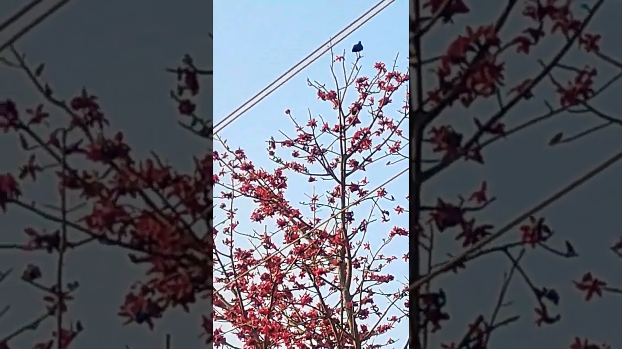 सेमल , semal tree ; 🌳 