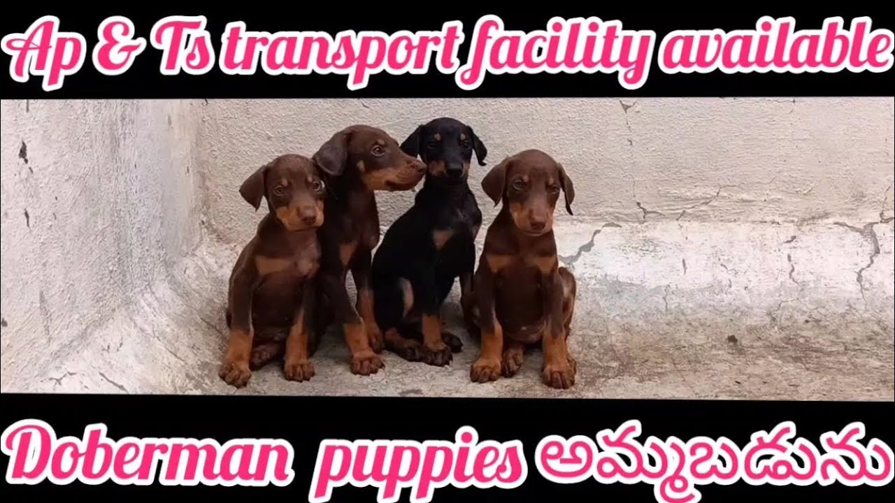 Doberman puppies for sale8008773766vijayawadadog market in