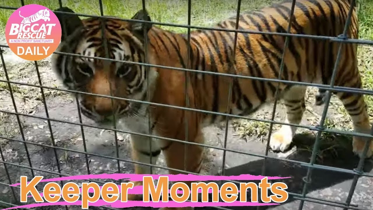 leopard print Keeper Moment - Priya Tiger has more to say