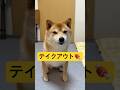 牛タン美味しかった🤤#柴犬 #豆柴 #shibainu #犬 #犬のいる暮らし #shorts