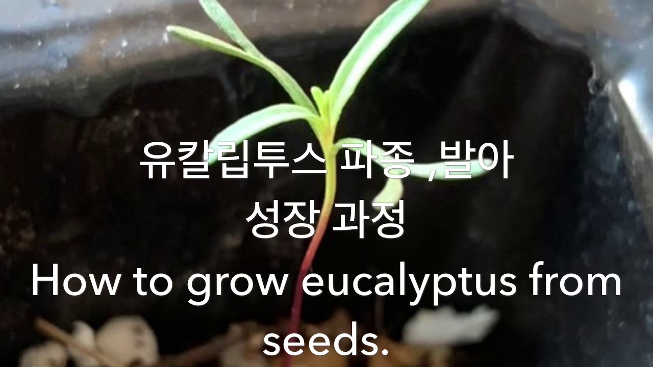 유칼립투스 문라군 씨앗 파종과 발아과정 설명. How to grow eucalyptus from seeds. 