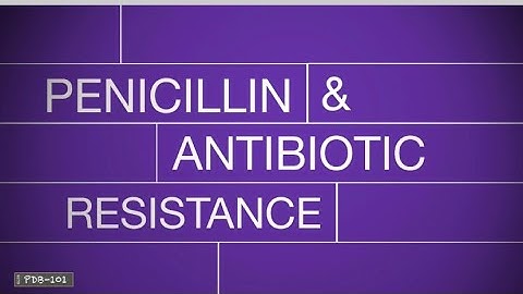 Penicillin và kháng kháng sinh Cơ chế tác động