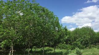 Dream Rush（小室哲哉Tetsuya Komuro   宮沢りえ Rie Miyazawa ）Cover : Sogo Akiyoshi   Nana Mimi