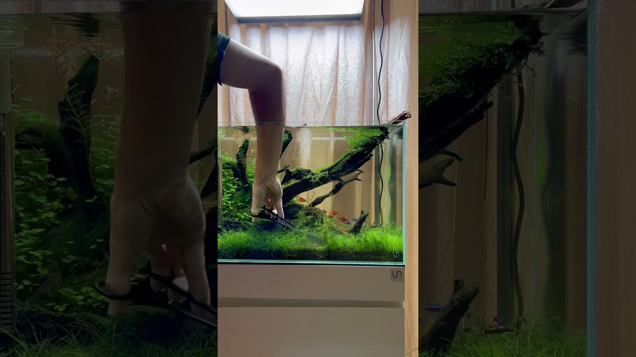 Let’s trim the carpet to promote new healthy lush growth #aquascape #fishtank #aquarium ￼
