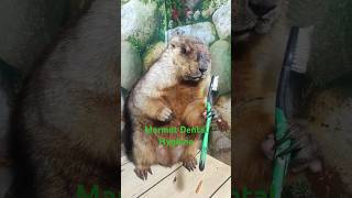 Marmot pupu takes the toothbrush to brush his teeth