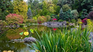 Anderson Japanese Gardens in Rockford, IL