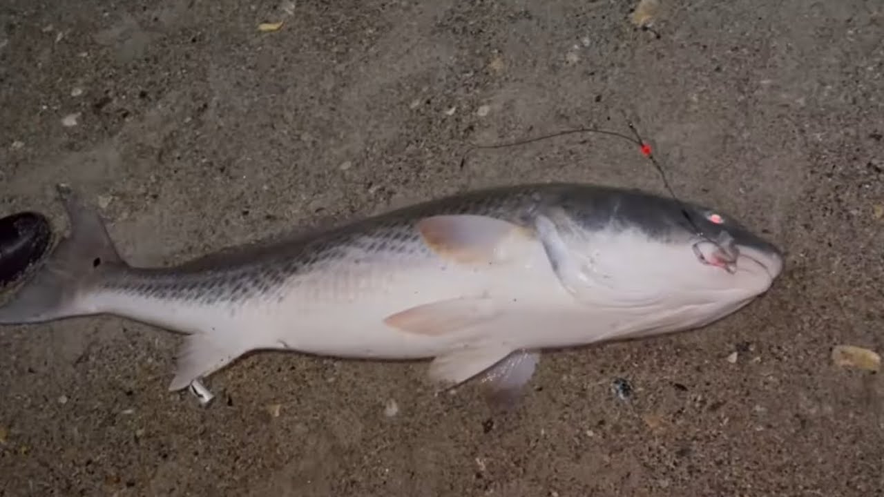 Nuestro día de pesca simas termina en tragedia😦😨 marejada en Freeman park Carolina Beach